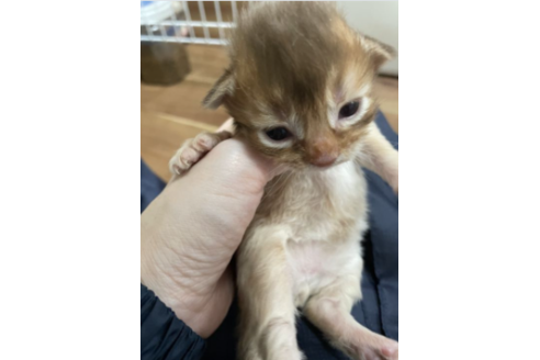 成約済の京都府のソマリ-25061の3枚目